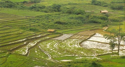 Tesviye e?rili ?eritvari ekim.